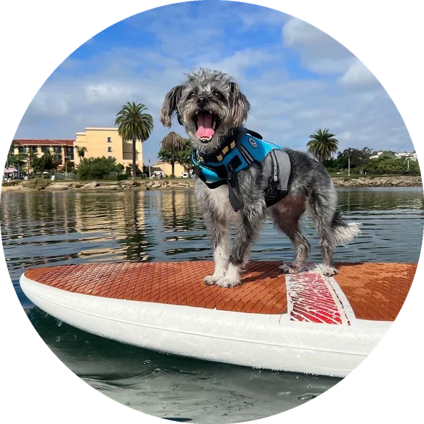 Rooney, Shannon's rescue dog, standing on a paddleboard in San Diego